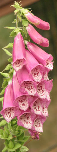 Digitalis Purpurea